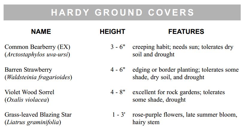 hardy-ground-covers1