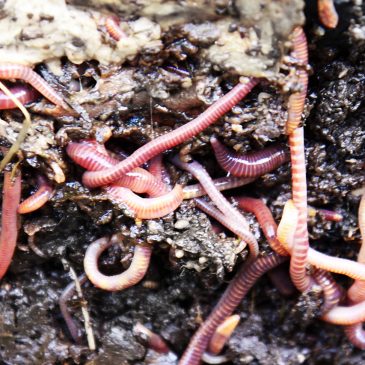 Improve Your Home Garden: Beginner’s Guide To Earthworms