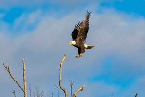 Eagle Release at Fones Cliffs