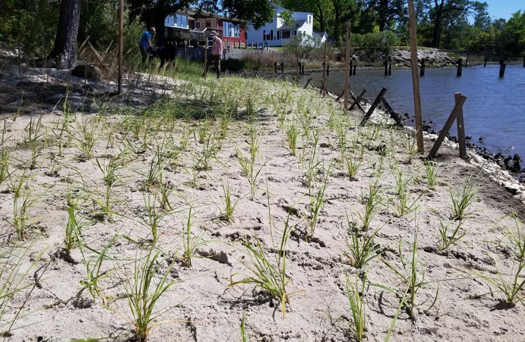 Plugs of grasses are planted in sand as part of a living shoreline project on private property along Virginia’s Elizabeth River. Rather than hardening the shore’s edge with concrete or riprap, living shorelines create natural edges that receive the water’s ebb and flow and, over time, can be more resilient in the face of rising sea levels and powerful storms.