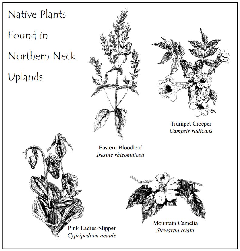 Native-Plants-of-Uplands-NNK