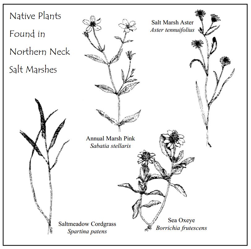 native-plants2