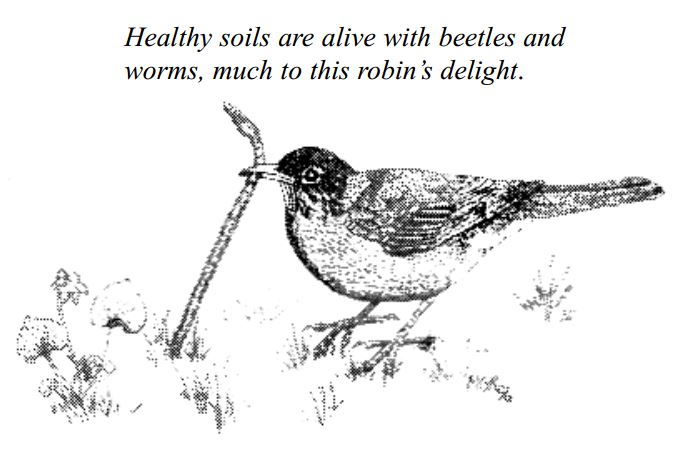 robin-and-worm