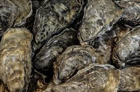 Growing Oysters at Home Can Help Keep Our Local Waters Clean
