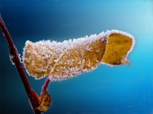 frosted-leaf-branch-frost-64227