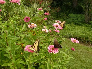 Pollinator Garden on display NOW