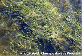 Return of bay grasses is sentinel for Chesapeake Bay recovery
