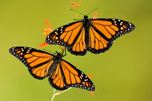 Monarch Butterflies: The King of Butterflies