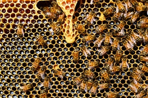 High Demand for Beehives