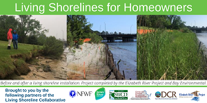 Living Shorelines for Homeowners Webinar