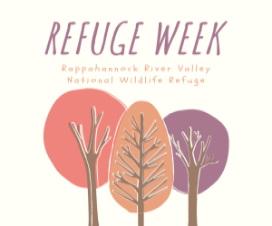 One red, one orange, and one purple cartoon trees are underneath text that reads, "Refuge Week: Rappahannock River Valley National Wildlife Refuge."
