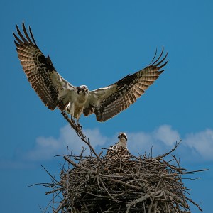 Osprey bird taking off from nest