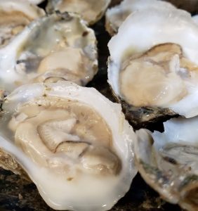 Restoring the Tidal Rappahannock: Oysters & Living Shorelines