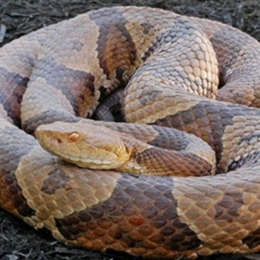 Snake Season in Virginia