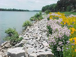 Planting for Success: Best Choices for Shoreline Protection