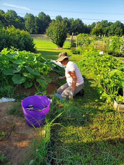A gardener working the soil next to cultivated vegetation