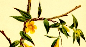 Native Plant Sale (And Donations Needed!)